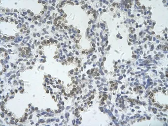 Anti-ZRSR2 antibody, C-term used in IHC (Paraffin sections) (IHC-P). GTX47366