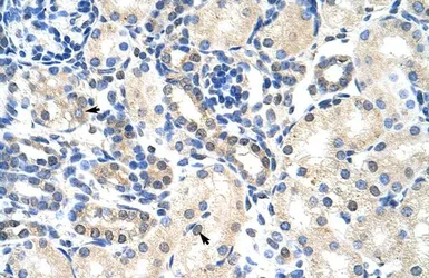 Anti-PABPC4 antibody, N-term used in IHC (Paraffin sections) (IHC-P). GTX47371