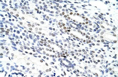 Anti-NOL4 antibody, N-term used in IHC (Paraffin sections) (IHC-P). GTX47373