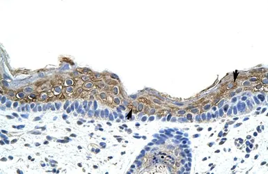 Anti-SRP19 antibody, Internal used in IHC (Paraffin sections) (IHC-P). GTX47380