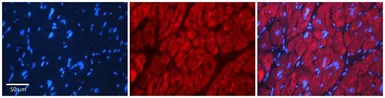 Anti-SRP19 antibody, Internal used in IHC (Paraffin sections) (IHC-P). GTX47381