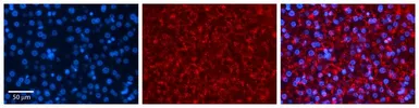 Anti-SRP19 antibody, Internal used in IHC (Paraffin sections) (IHC-P). GTX47381