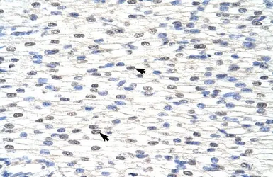 Anti-SNRPF antibody, N-term used in IHC (Paraffin sections) (IHC-P). GTX47383