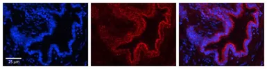 Anti-PIGF antibody, N-term used in IHC (Paraffin sections) (IHC-P). GTX47392