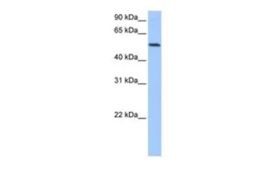 Anti-GRSF1 antibody, Internal used in Western Blot (WB). GTX47396