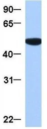 Anti-GRSF1 antibody, Internal used in Western Blot (WB). GTX47396
