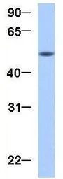 Anti-GRSF1 antibody, Internal used in Western Blot (WB). GTX47396