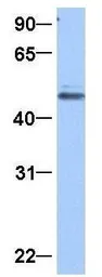 Anti-GRSF1 antibody, Internal used in Western Blot (WB). GTX47396