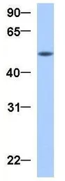 Anti-GRSF1 antibody, Internal used in Western Blot (WB). GTX47396
