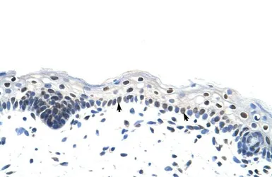 Anti-RP11-78J21.1 antibody, N-term used in IHC (Paraffin sections) (IHC-P). GTX47410