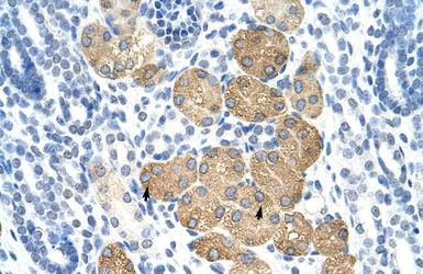 Anti-DAZ4 antibody, N-term used in IHC (Paraffin sections) (IHC-P). GTX47419