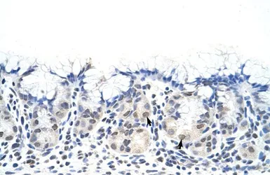 Anti-DAZ4 antibody, N-term used in IHC (Paraffin sections) (IHC-P). GTX47419