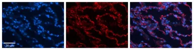 Anti-RPL13 antibody, C-term used in IHC (Paraffin sections) (IHC-P). GTX47430
