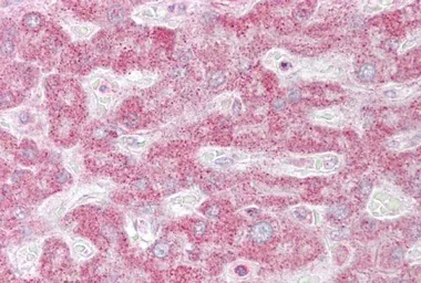 Anti-INSIG1 antibody, Internal used in IHC (Paraffin sections) (IHC-P). GTX47438