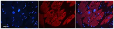 Anti-G3BP1 antibody, N-term used in IHC (Paraffin sections) (IHC-P). GTX47440