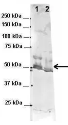 Anti-G3BP1 antibody, N-term used in Western Blot (WB). GTX47440