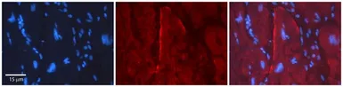 Anti-GJC2 antibody, Internal used in IHC (Paraffin sections) (IHC-P). GTX47484