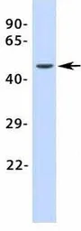 Anti-GJC2 antibody, Internal used in Western Blot (WB). GTX47484