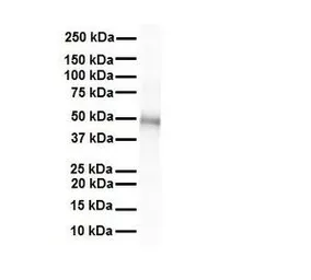 Anti-GJC2 antibody, Internal used in Western Blot (WB). GTX47484