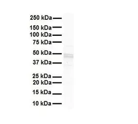 Anti-GJC2 antibody, Internal used in Western Blot (WB). GTX47484