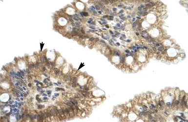 Anti-NUCB2 antibody, Internal used in IHC (Paraffin sections) (IHC-P). GTX47487
