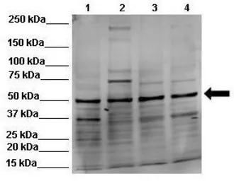 Anti-NUCB2 antibody, Internal used in Western Blot (WB). GTX47487