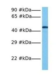 Anti-NUCB2 antibody, Internal used in Western Blot (WB). GTX47487