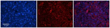 Anti-DHX30 antibody, N-term used in IHC (Paraffin sections) (IHC-P). GTX47496