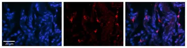 Anti-DHX30 antibody, N-term used in IHC (Paraffin sections) (IHC-P). GTX47496