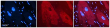 Anti-DHX30 antibody, N-term used in IHC (Paraffin sections) (IHC-P). GTX47513