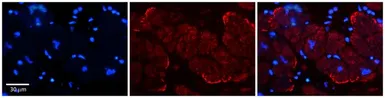 Anti-AKAP7 antibody, N-term used in IHC (Paraffin sections) (IHC-P). GTX47526