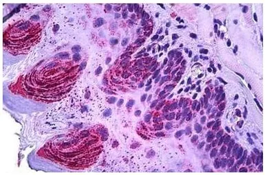 Anti-PBR antibody, C-term used in IHC (Paraffin sections) (IHC-P). GTX47548