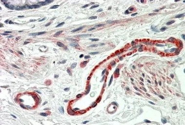 Anti-THBS3 antibody, C-term used in IHC (Paraffin sections) (IHC-P). GTX47552