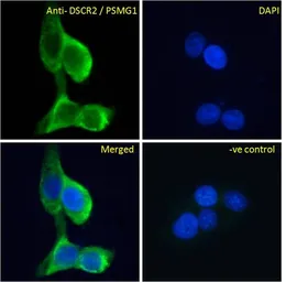 Anti-PSMG1 antibody, C-term used in Immunocytochemistry/ Immunofluorescence (ICC/IF). GTX47556