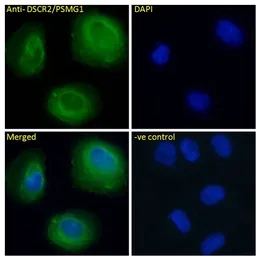 Anti-PSMG1 antibody, C-term used in Immunocytochemistry/ Immunofluorescence (ICC/IF). GTX47556