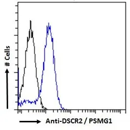 Anti-PSMG1 antibody, C-term used in Flow cytometry (FCM). GTX47556