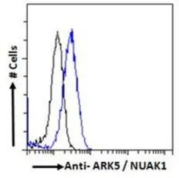Anti-ARK5 antibody, Internal used in Flow cytometry (FCM). GTX47589