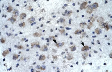 Anti-KCNH5 antibody, N-term used in IHC (Paraffin sections) (IHC-P). GTX47623