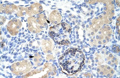 Anti-CLIC5 antibody, C-term used in IHC (Paraffin sections) (IHC-P). GTX47671