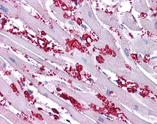Anti-KCNA10 antibody, N-term used in IHC (Paraffin sections) (IHC-P). GTX47684