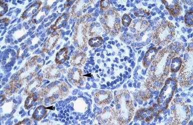 Anti-ASIC3 antibody, N-term used in IHC (Paraffin sections) (IHC-P). GTX47689
