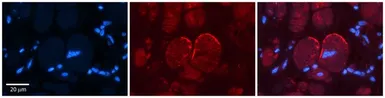 Anti-NMDAR2C antibody, N-term used in IHC (Paraffin sections) (IHC-P). GTX47702