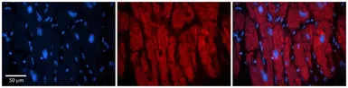 Anti-MKLP1 antibody, Internal used in IHC (Paraffin sections) (IHC-P). GTX47725