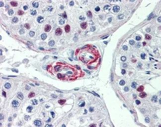 Anti-KIF13B antibody, N-term used in IHC (Paraffin sections) (IHC-P). GTX47729