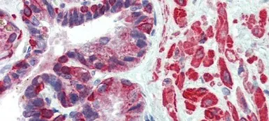 Anti-KIF13B antibody, N-term used in IHC (Paraffin sections) (IHC-P). GTX47729