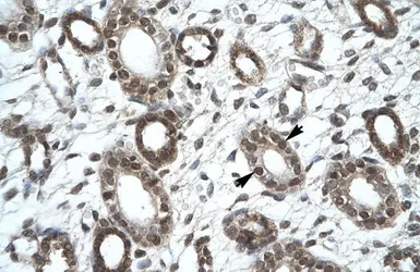 Anti-KIF25 antibody, C-term used in IHC (Paraffin sections) (IHC-P). GTX47730
