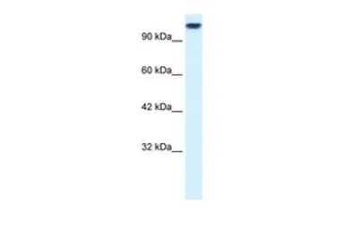 Anti-KIF3C antibody, Internal used in Western Blot (WB). GTX47735
