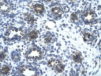 Anti-EAAT2 antibody, N-term used in IHC (Paraffin sections) (IHC-P). GTX47746