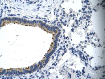 Anti-ASGR2 antibody, N-term used in IHC (Paraffin sections) (IHC-P). GTX47749