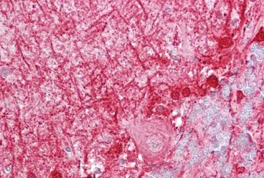 Anti-DBI antibody, N-term used in IHC (Paraffin sections) (IHC-P). GTX47770